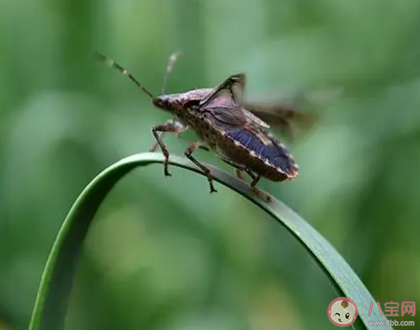 浙江多地出现大量臭屁虫是怎么回事 家里出现臭屁虫怎么办