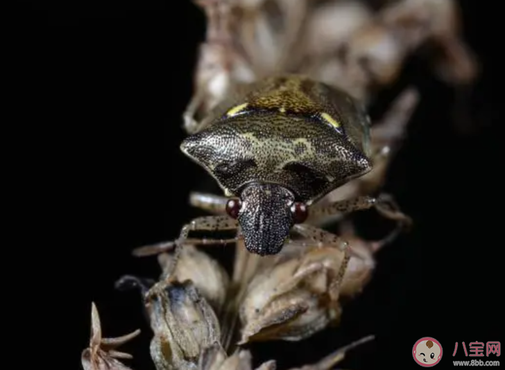 浙江多地出现大量臭屁虫是怎么回事 家里出现臭屁虫怎么办