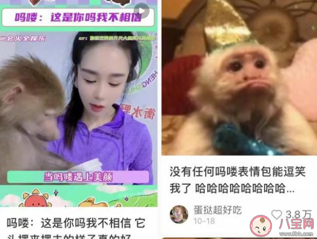 吗喽占领了年轻人的生活圈吗 吗喽是什么梗 吗喽占领了年轻人的生活圈吗 吗喽是什么梗