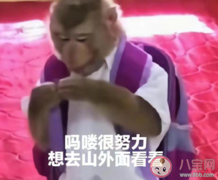 吗喽占领了年轻人的生活圈吗 吗喽是什么梗 吗喽占领了年轻人的生活圈吗 吗喽是什么梗