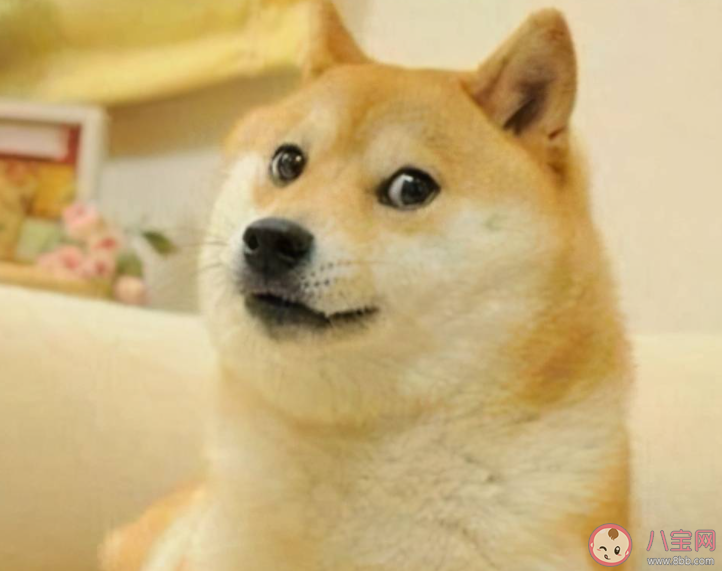 双十一单身狗被创的朋友圈说说 双十一单身狗文案句子大全 双十一单身狗被创的朋友圈说说 双十一单身狗文案句子大全