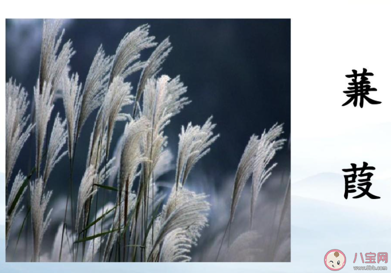 《诗经》名句蒹葭苍苍白露为霜的蒹葭其实是几种植物 蚂蚁庄园11月12日答案