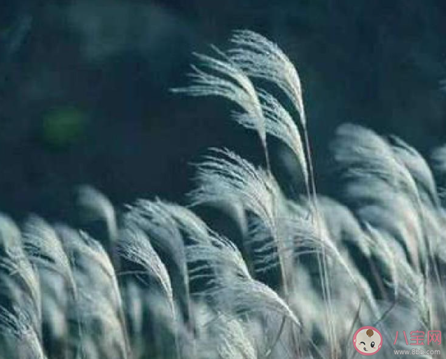 《诗经》名句蒹葭苍苍白露为霜的蒹葭其实是几种植物 蚂蚁庄园11月12日答案