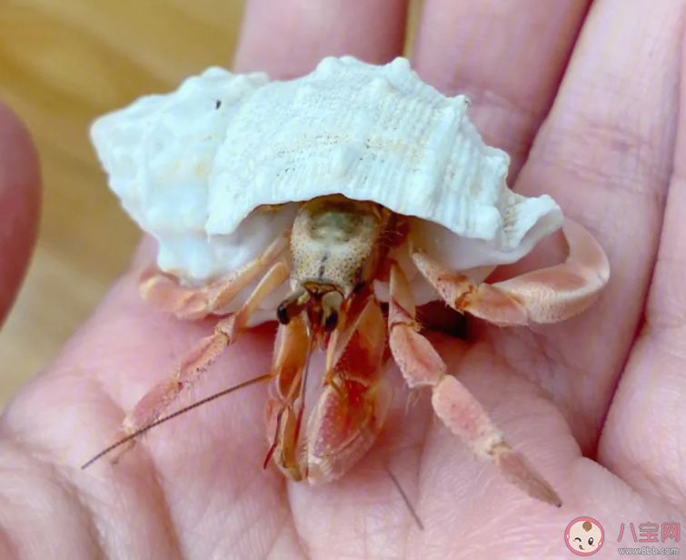 猜一猜以下哪—种海洋生物属于节肢动物 神奇海洋11月13日答案 猜一猜以下哪—种海洋生物属于节肢动物 神奇海洋11月13日答案