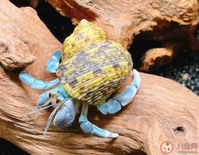 猜一猜以下哪—种海洋生物属于节肢动物 神奇海洋11月13日答案 猜一猜以下哪—种海洋生物属于节肢动物 神奇海洋11月13日答案