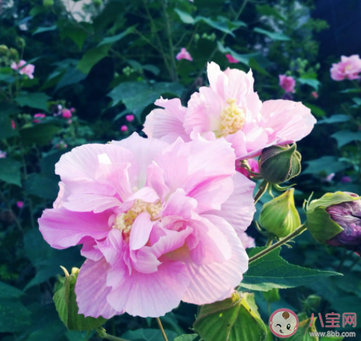 我国哪个省份在古代有芙蓉国的美称 蚂蚁庄园11月14日答案介绍