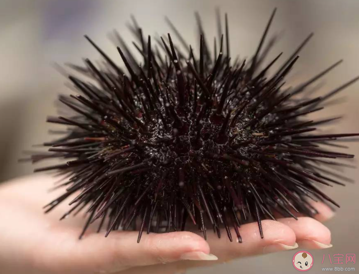 以下哪种海洋生物浑身是刺有海中仙人球之称 神奇海洋11月15日答案介绍
