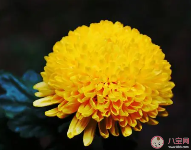 以下哪种花卉有花中隐士之称 蚂蚁庄园11月16日答案