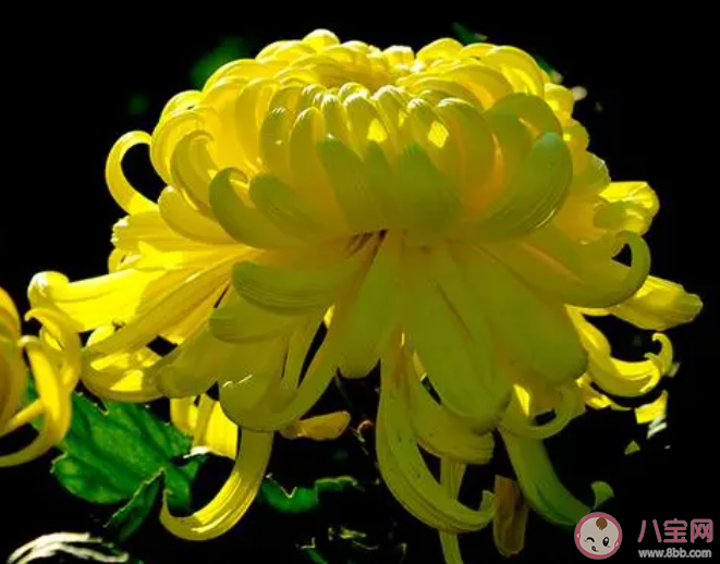 以下哪种花卉有花中隐士之称 蚂蚁庄园11月16日答案