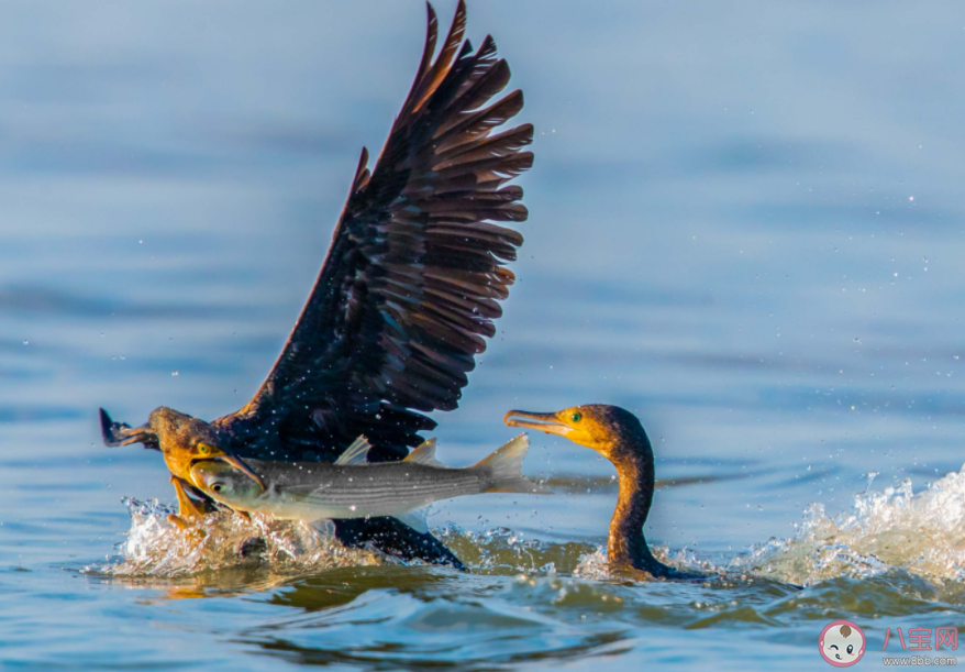 以下哪种民间技艺作为非物质文化遗产在少数地区仍有传承 蚂蚁新村11月16日答案