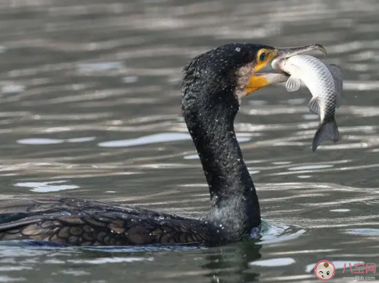 以下哪种民间技艺作为非物质文化遗产在少数地区仍有传承 蚂蚁新村11月16日答案