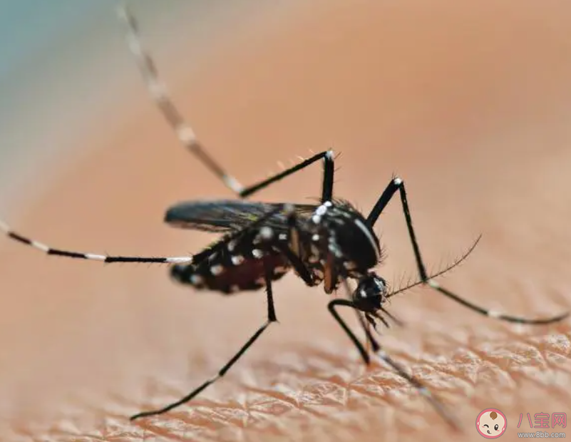 在寒冷的冬天蚊子也会冬眠吗 蚂蚁庄园11月18日答案