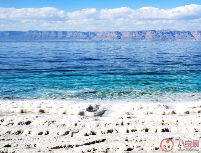 以下哪种生物能在死海中生存 神奇海洋11月22日答案