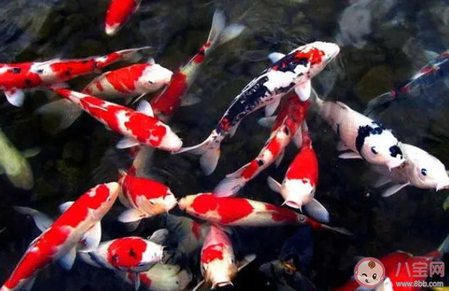 全国超六成锦鲤来自河南吗 喂养锦鲤要注意哪些事情