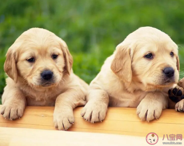 宠物沟通是智商税吗 如何看待宠物沟通师