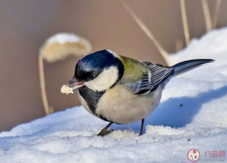 为了御寒越冬鸟类在冬季通常会 蚂蚁庄园11月24日答案