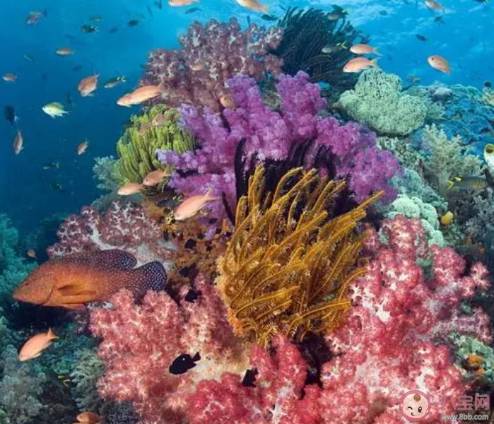 珊瑚礁生态系统孕育了大量海洋生物我国珊瑚礁主要分布在 神奇海洋11月24日答案