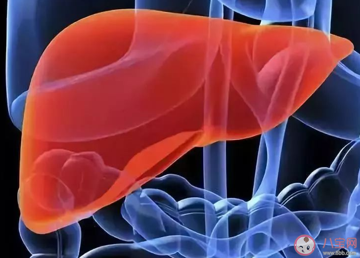 人体内最大的解毒器官是什么 蚂蚁庄园11月25日答案