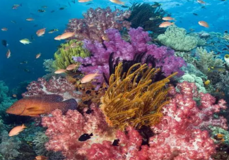 珊瑚礁生态系统孕育了大量海洋生物我国珊瑚礁主要分布在 神奇海洋11月24日答案