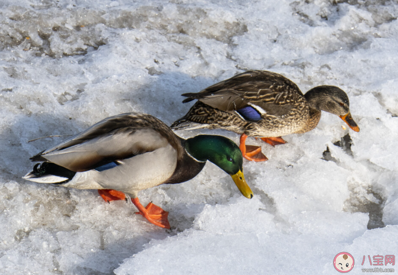 冬天鸭子在冰面上行走为什么不怕冻脚丫 蚂蚁庄园11月28日答案