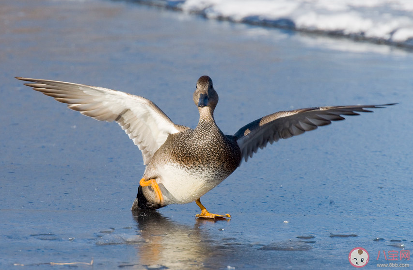冬天鸭子在冰面上行走为什么不怕冻脚丫 蚂蚁庄园11月28日答案