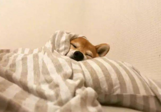 冬天赖床其实是身体在保护你吗 冬天赖床起不来怎么办