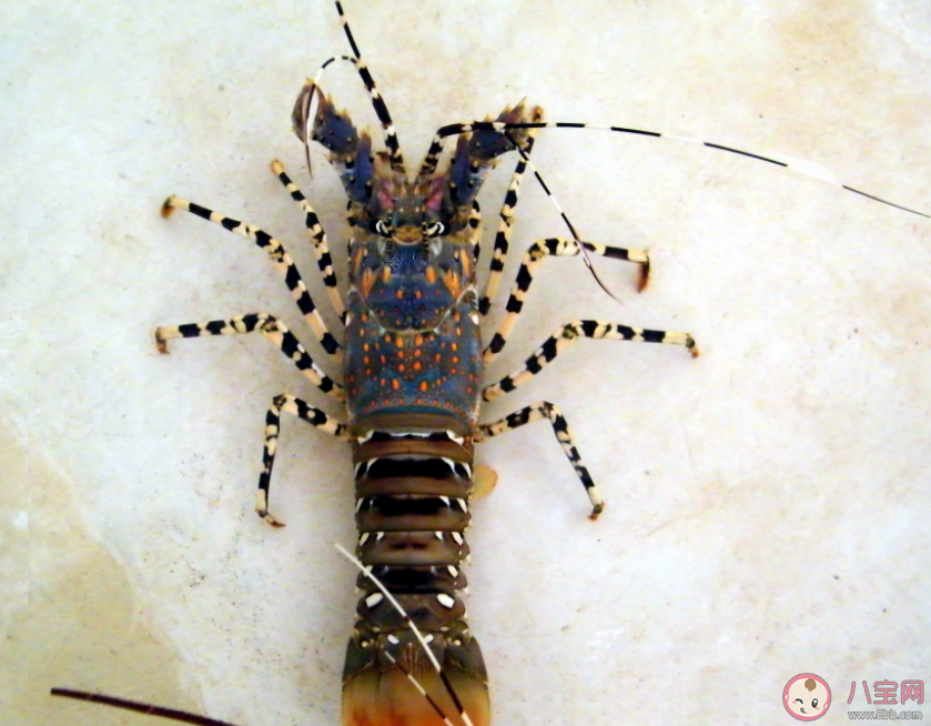 以下哪种龙虾没有大钳子 神奇海洋12月7日答案 以下哪种龙虾没有大钳子 神奇海洋12月7日答案