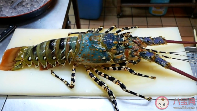 以下哪种龙虾没有大钳子 神奇海洋12月7日答案 以下哪种龙虾没有大钳子 神奇海洋12月7日答案