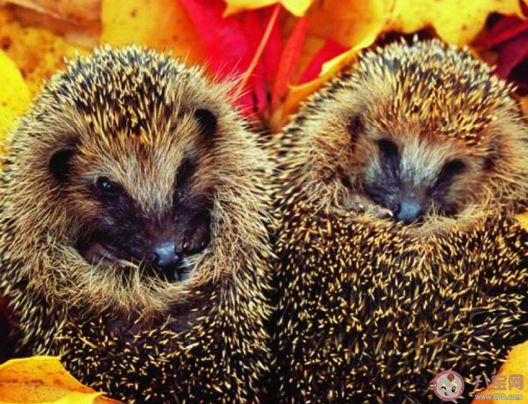 在漫长又寒冷的冬季以下哪种动物会冬眠 蚂蚁庄园12月12日答案 在漫长又寒冷的冬季以下哪种动物会冬眠 蚂蚁庄园12月12日答案