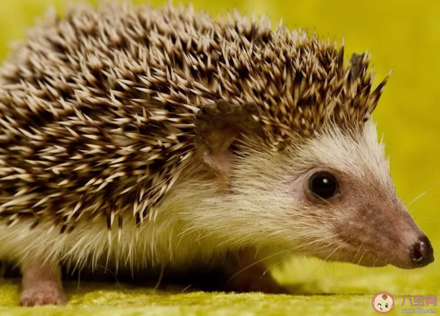 在漫长又寒冷的冬季以下哪种动物会冬眠 蚂蚁庄园12月12日答案 在漫长又寒冷的冬季以下哪种动物会冬眠 蚂蚁庄园12月12日答案