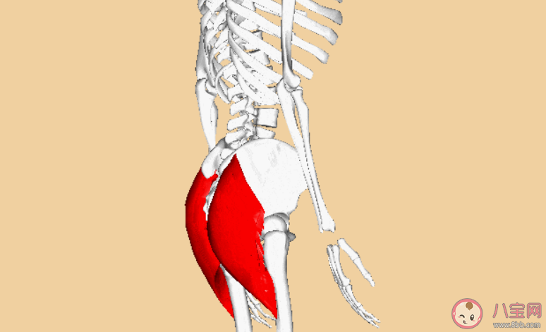 拍打臀部有助于防病吗 臀部能预示哪些健康问题