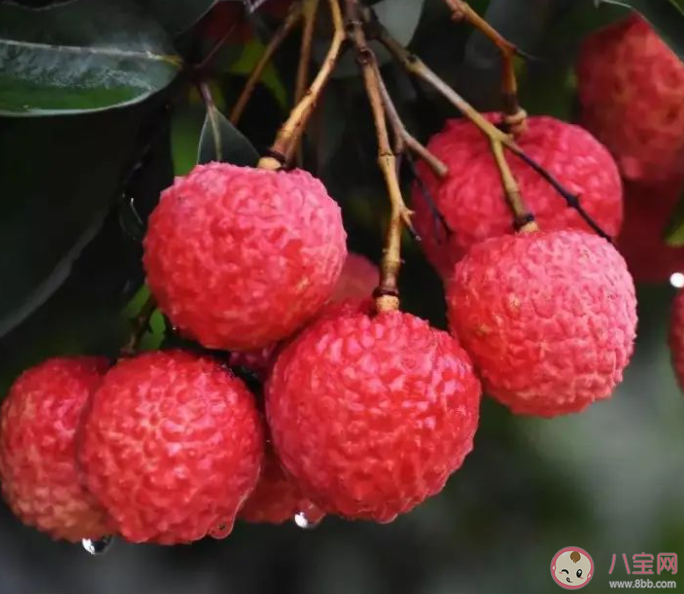 以下哪种常见水果是我国的本土植物 蚂蚁庄园12月13日答案 以下哪种常见水果是我国的本土植物 蚂蚁庄园12月13日答案