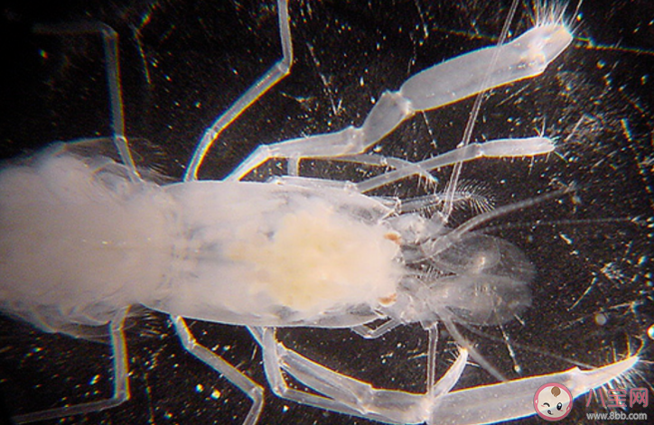 生活在海洋中的玻璃海绵经常与哪种动物共生 神奇海洋12月13日问题答案 生活在海洋中的玻璃海绵经常与哪种动物共生 神奇海洋12月13日问题答案