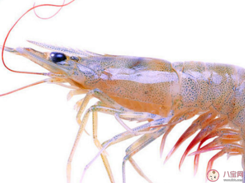 生活在海洋中的玻璃海绵经常与哪种动物共生 神奇海洋12月13日问题答案 生活在海洋中的玻璃海绵经常与哪种动物共生 神奇海洋12月13日问题答案