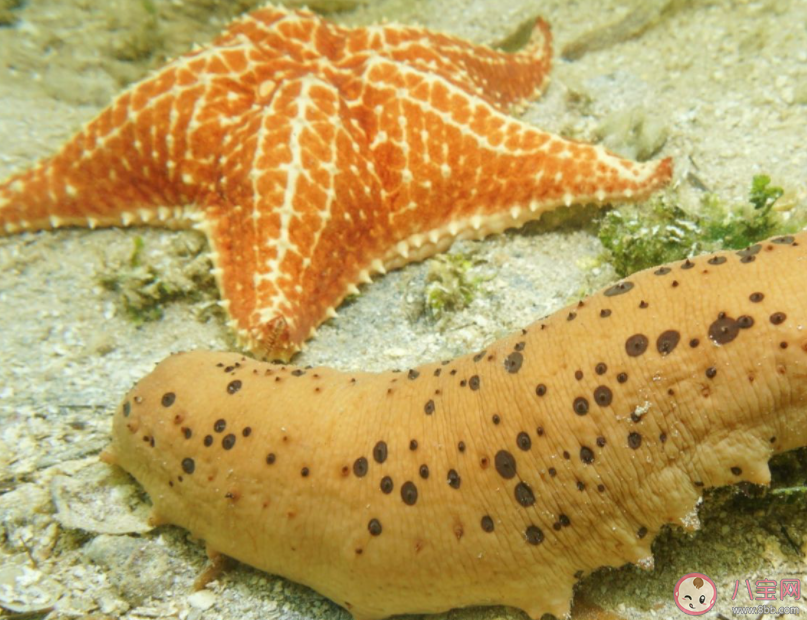 以下哪组海洋动物被称为刺头三兄弟 神奇海洋12月14日答案 以下哪组海洋动物被称为刺头三兄弟 神奇海洋12月14日答案