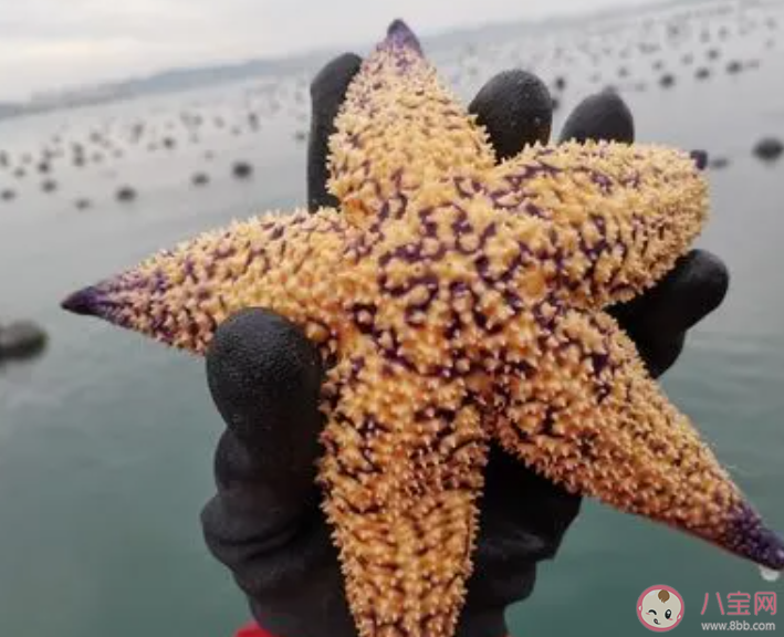 以下哪组海洋动物被称为刺头三兄弟 神奇海洋12月14日答案 以下哪组海洋动物被称为刺头三兄弟 神奇海洋12月14日答案