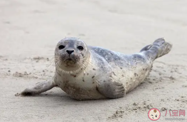 在海洋哺乳动物中唯一能在我国海域自然繁殖的鳍足类是 神奇海洋12月16日答案 在海洋哺乳动物中唯一能在我国海域自然繁殖的鳍足类是 神奇海洋12月16日答案