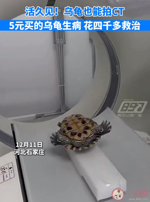 5元的小乌龟生病住院花费4000多元 乌龟也会生病吗 5元的小乌龟生病住院花费4000多元 乌龟也会生病吗
