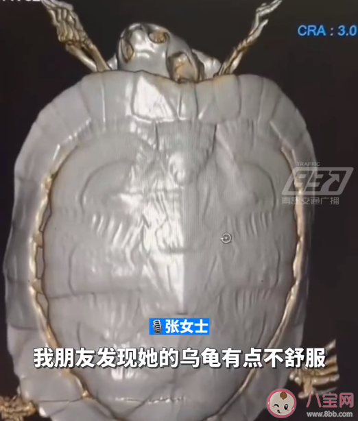 5元的小乌龟生病住院花费4000多元 乌龟也会生病吗 5元的小乌龟生病住院花费4000多元 乌龟也会生病吗