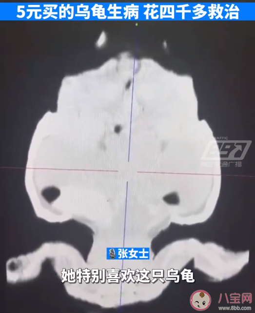 5元的小乌龟生病住院花费4000多元 乌龟也会生病吗 5元的小乌龟生病住院花费4000多元 乌龟也会生病吗