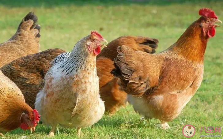 为什么没有鸡绒羽绒服 鸡绒能用来做什么 为什么没有鸡绒羽绒服 鸡绒能用来做什么