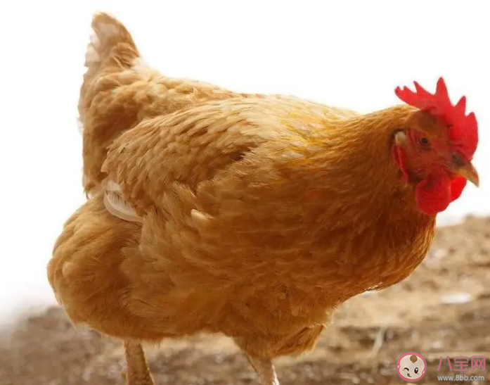 为什么没有鸡绒羽绒服 鸡绒能用来做什么 为什么没有鸡绒羽绒服 鸡绒能用来做什么