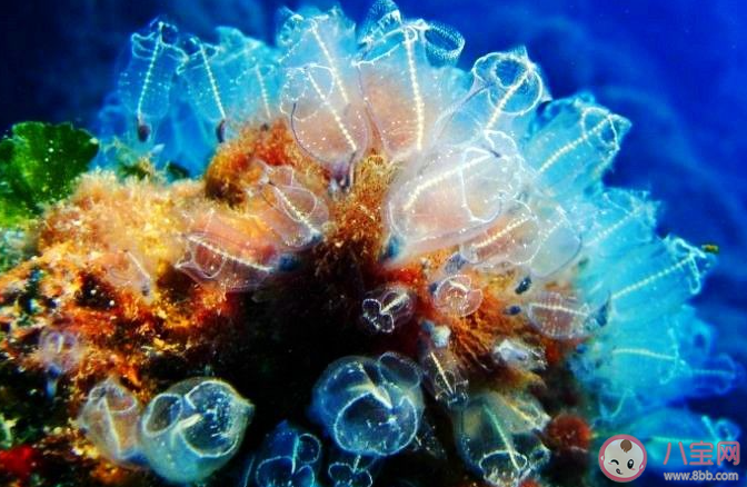 猜一猜海鞘是海洋中的植物还是动物 神奇海洋12月18日答案 猜一猜海鞘是海洋中的植物还是动物 神奇海洋12月18日答案