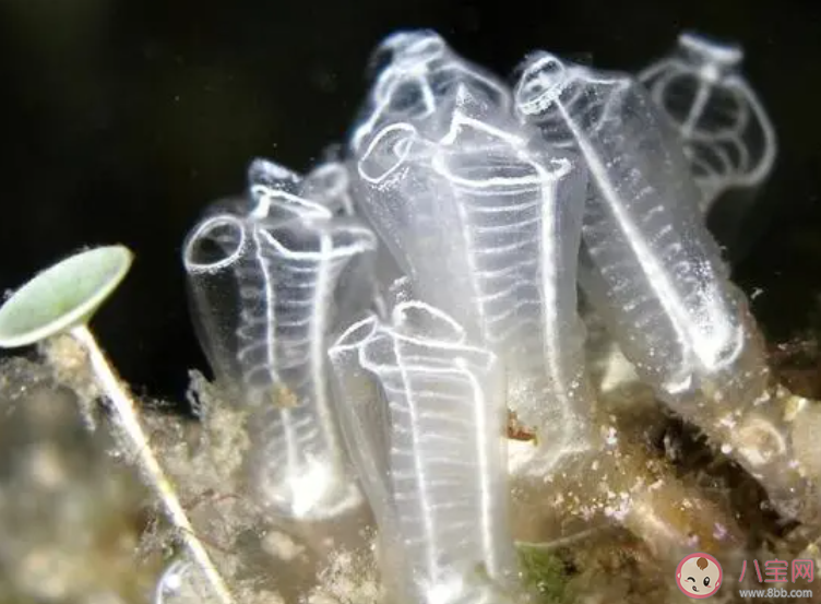 猜一猜海鞘是海洋中的植物还是动物 神奇海洋12月18日答案 猜一猜海鞘是海洋中的植物还是动物 神奇海洋12月18日答案