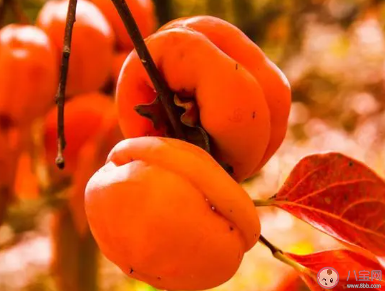 以下哪种水果有铁杆庄稼之称 蚂蚁庄园12月19日答案 以下哪种水果有铁杆庄稼之称 蚂蚁庄园12月19日答案