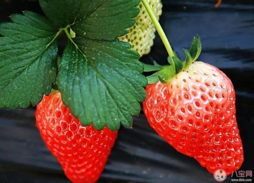 明年二三月草莓价格或达低点是真的吗 草莓价格受到哪些因素影响 明年二三月草莓价格或达低点是真的吗 草莓价格受到哪些因素影响