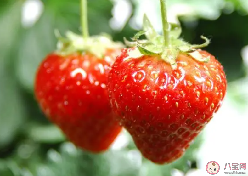 明年二三月草莓价格或达低点是真的吗 草莓价格受到哪些因素影响 明年二三月草莓价格或达低点是真的吗 草莓价格受到哪些因素影响