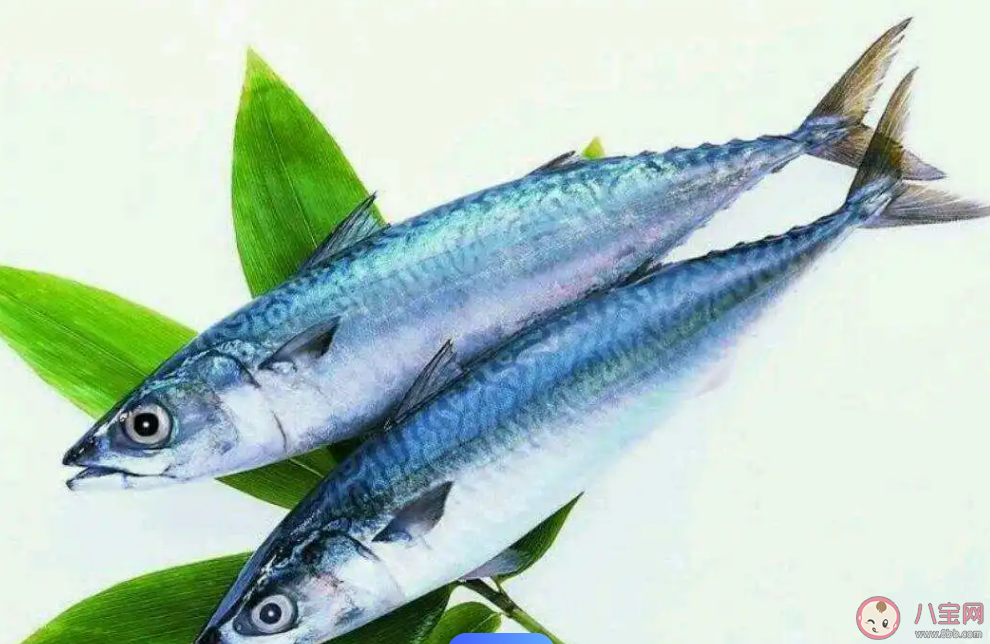 人们常说的鲅鱼是哪种鱼的俗称 神奇海洋12月20日答案 人们常说的鲅鱼是哪种鱼的俗称 神奇海洋12月20日答案