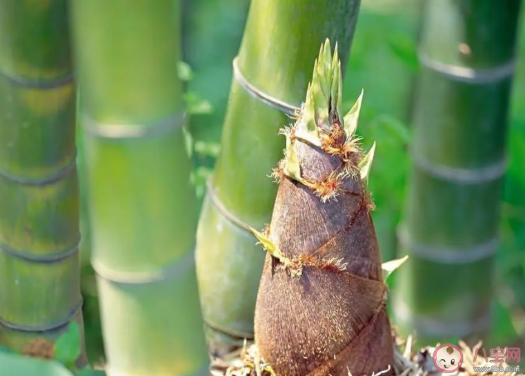 以下哪种蔬菜原产于中国 蚂蚁庄园12月21日答案 以下哪种蔬菜原产于中国 蚂蚁庄园12月21日答案
