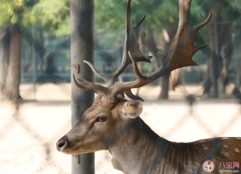 冬至前后以下哪种动物的角会出现自然脱落的现象 蚂蚁庄园12月22日答案 冬至前后以下哪种动物的角会出现自然脱落的现象 蚂蚁庄园12月22日答案